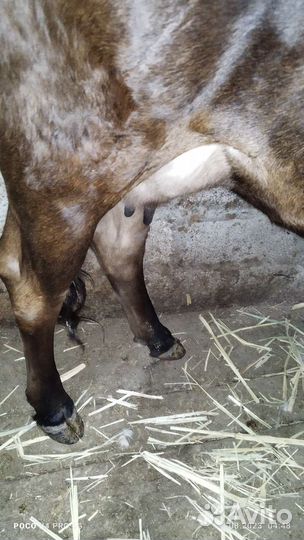 Корова дойная