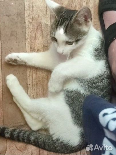 Котенок в добрые руки