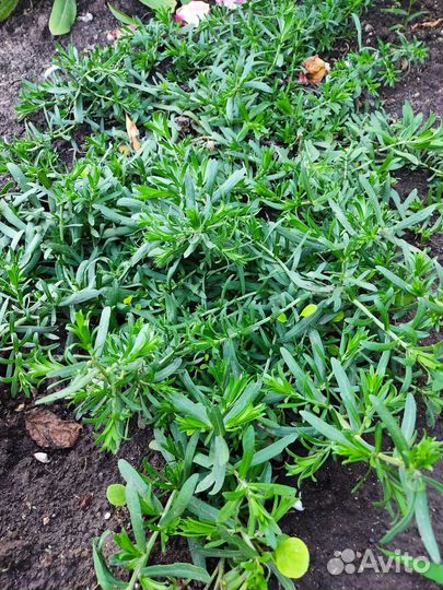 Вересковая астра