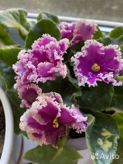 Сортовые фиалки, Лилия комнатная, сансевиерия