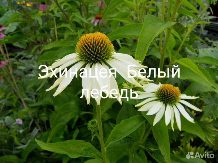 Медуницы,эхинацея