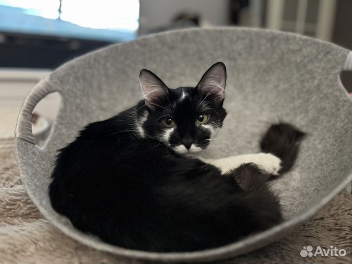 Черно-белые котята в дар. Нежнятины