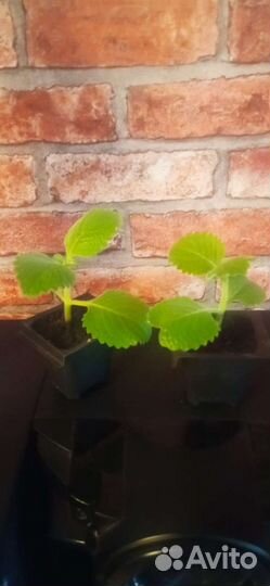 Мята домашняя