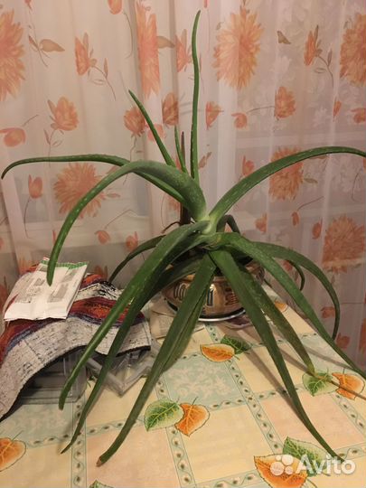 Алоэ лечебный