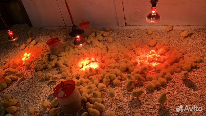 Цыплята бройлера Росс 308 Венгрия