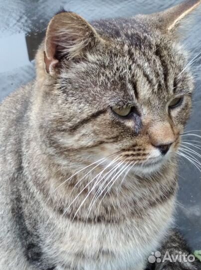 Молодой кот