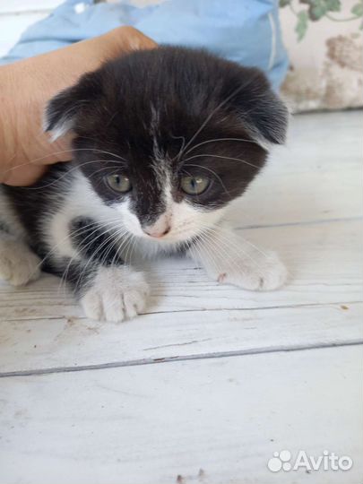 Вислоухие котята
