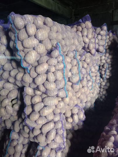 Продам картофель оптом