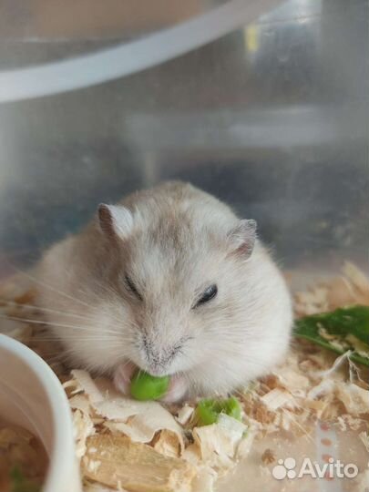 Джунгарский хомяк