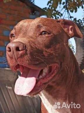 Питбуль вязка