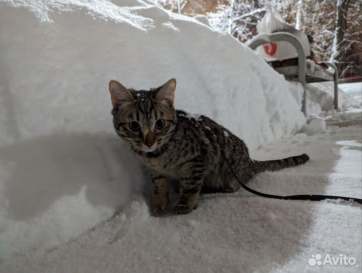 Котик в дар