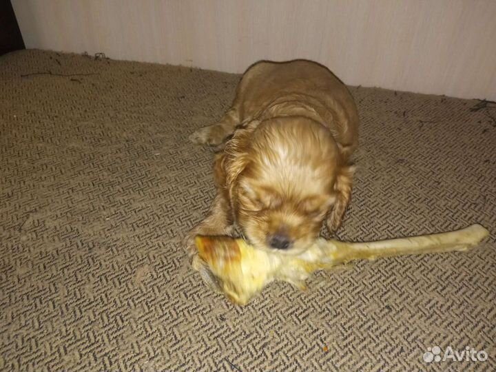 Щенки кокер спаниеля