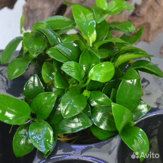 Анубиас нана петит