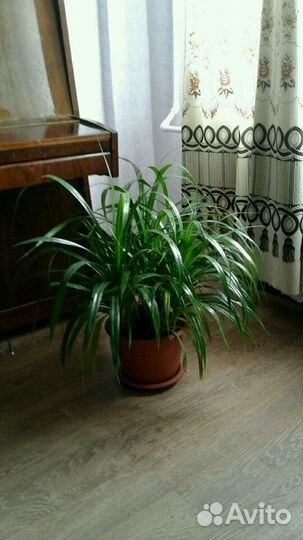 Экзотичный панданус (винтовая пальма)