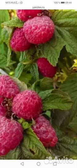 Саженцы ремонтантной малины