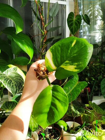 Комнатные растения