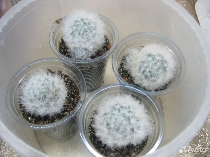 Кактус Маммиллярия Плюмоза (mammillaria plumosa)