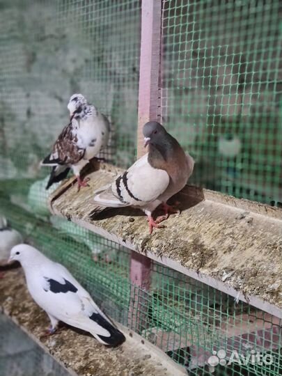 Бакинские бойные голуби