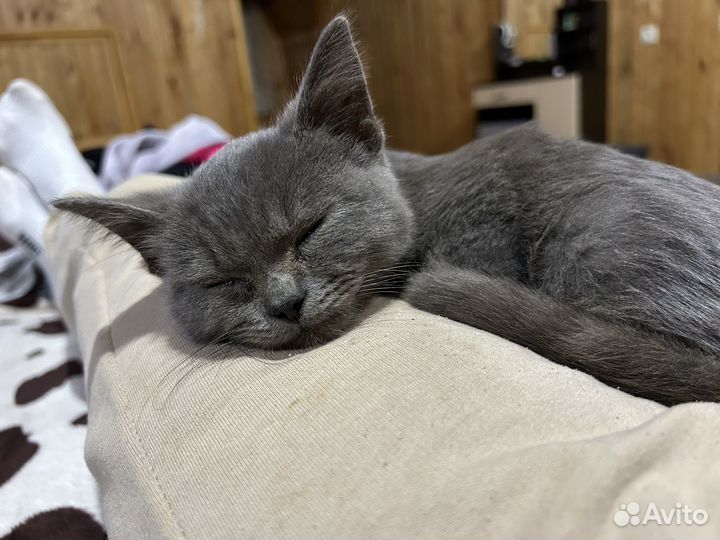 Британские котята в добрые руки