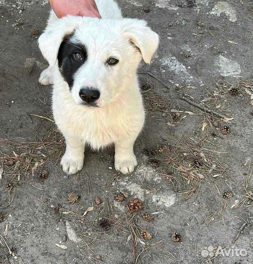 Щенок в добрые руки