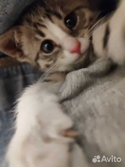 Котята в добрые руки