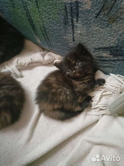 Котёнок-девочка, бесплатно