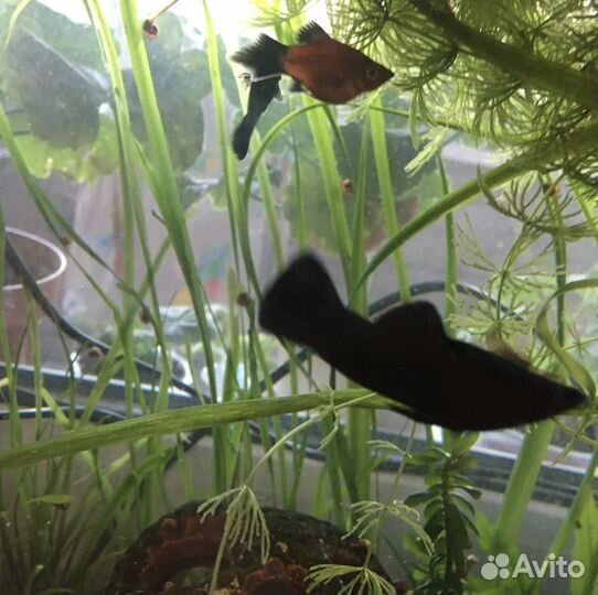 Моллинезия