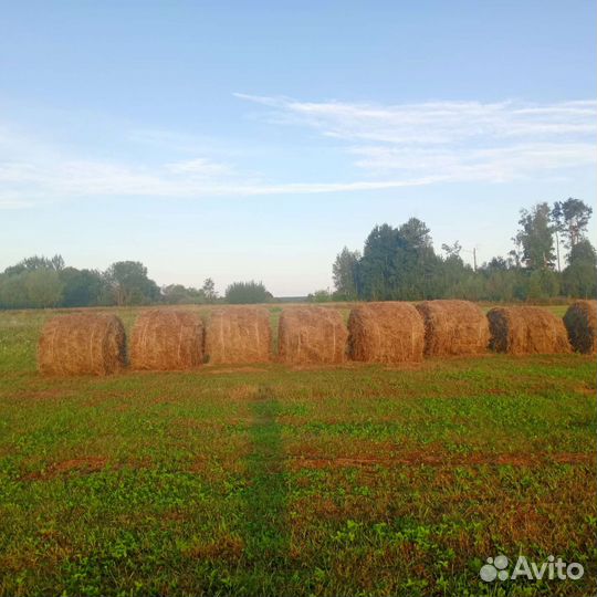 Продам сено в рулонах