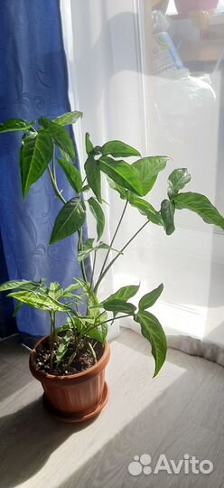 Сингониум с горшком