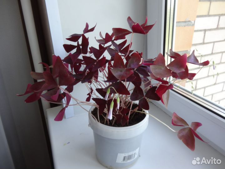 Цветок кислица (оксалис)