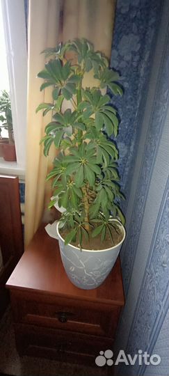 Комнатные цветы шефлера