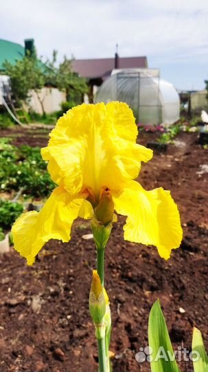 Ирисы бородатые сортовые