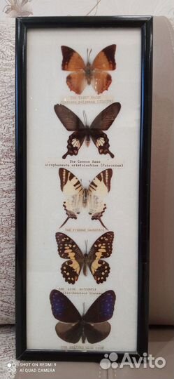 Бабочки в рамках