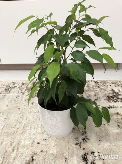 Фикус бенджамина наташа