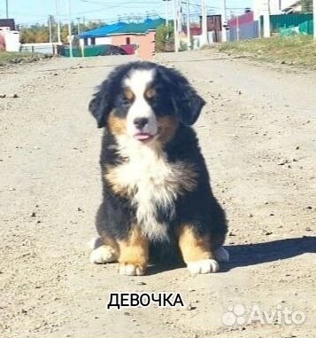 Щенки бернский зенненхунда