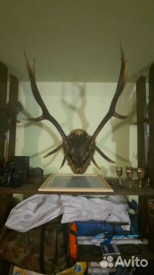 Рога благородного оленя