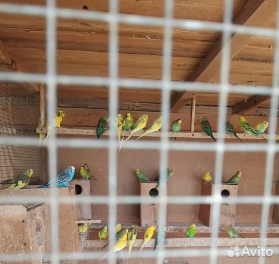 Волнистый попугай