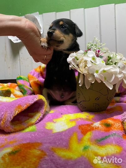 Щенок в добрые руки мальчик