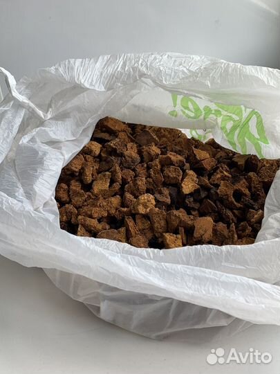 Березовый гриб чага