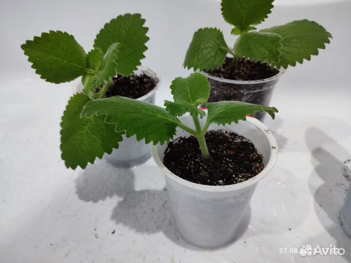 Мята домашняя