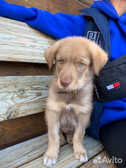 Щенок в добрые руки