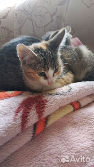 Котята 2 девочки в добрые руки