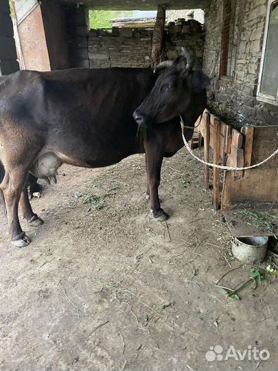 Корова дойная