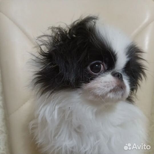 Щенки японский хин