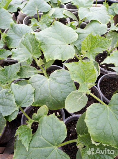 Рассада капусты