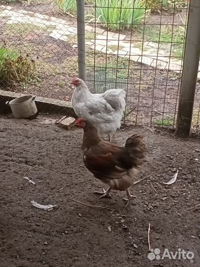 Орпингтоны молодые