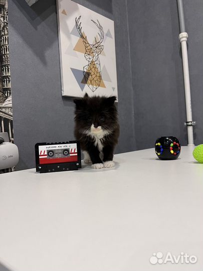 Отдам котенка в добрые руки