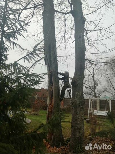 Покос, вспышка, опил деревьев дробление веток