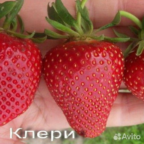 Рассада клубники клери альба