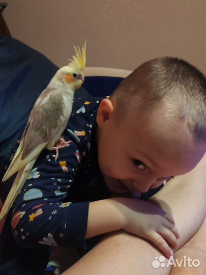 Попугай выкормыш карелла птенец